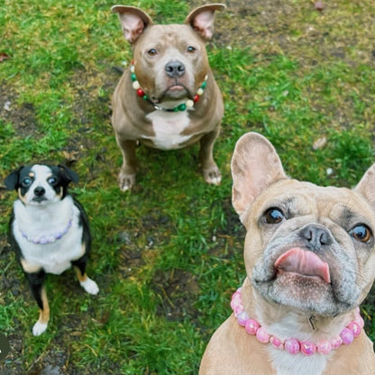 Three dogs on a grassy ground, two wearing collars with beads.