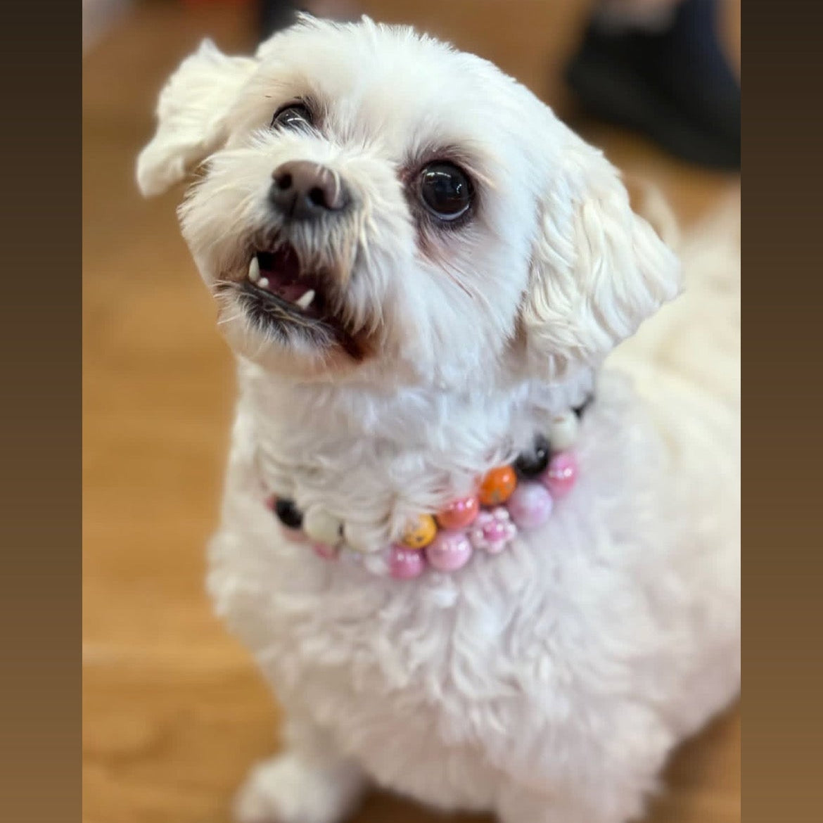 White dog with a colorful collar on a wooden floor, with text overlay.