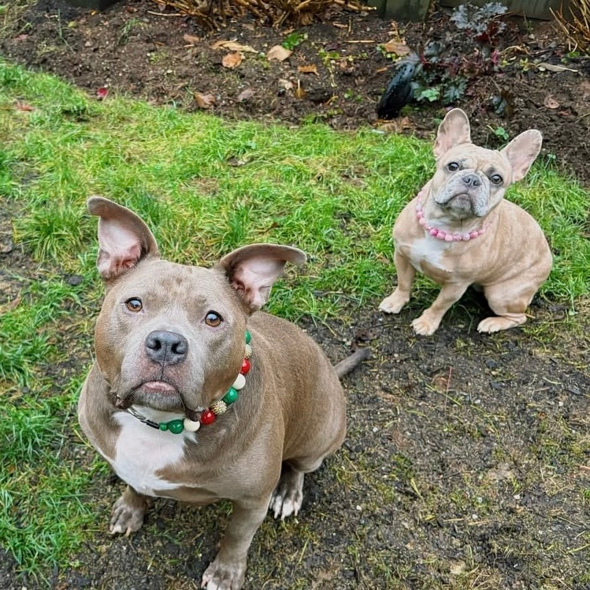 Two dogs, one pit bull and one French bulldog, standing on a grassy patch.