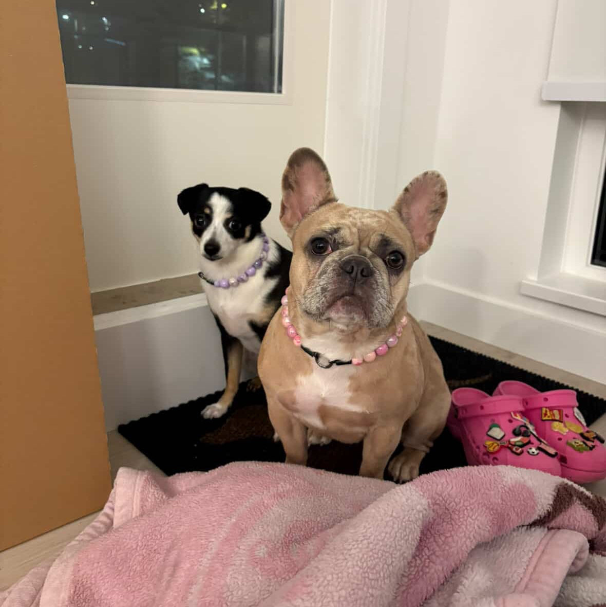 Two dogs sitting on a floor with a pink blanket and toys in the background.