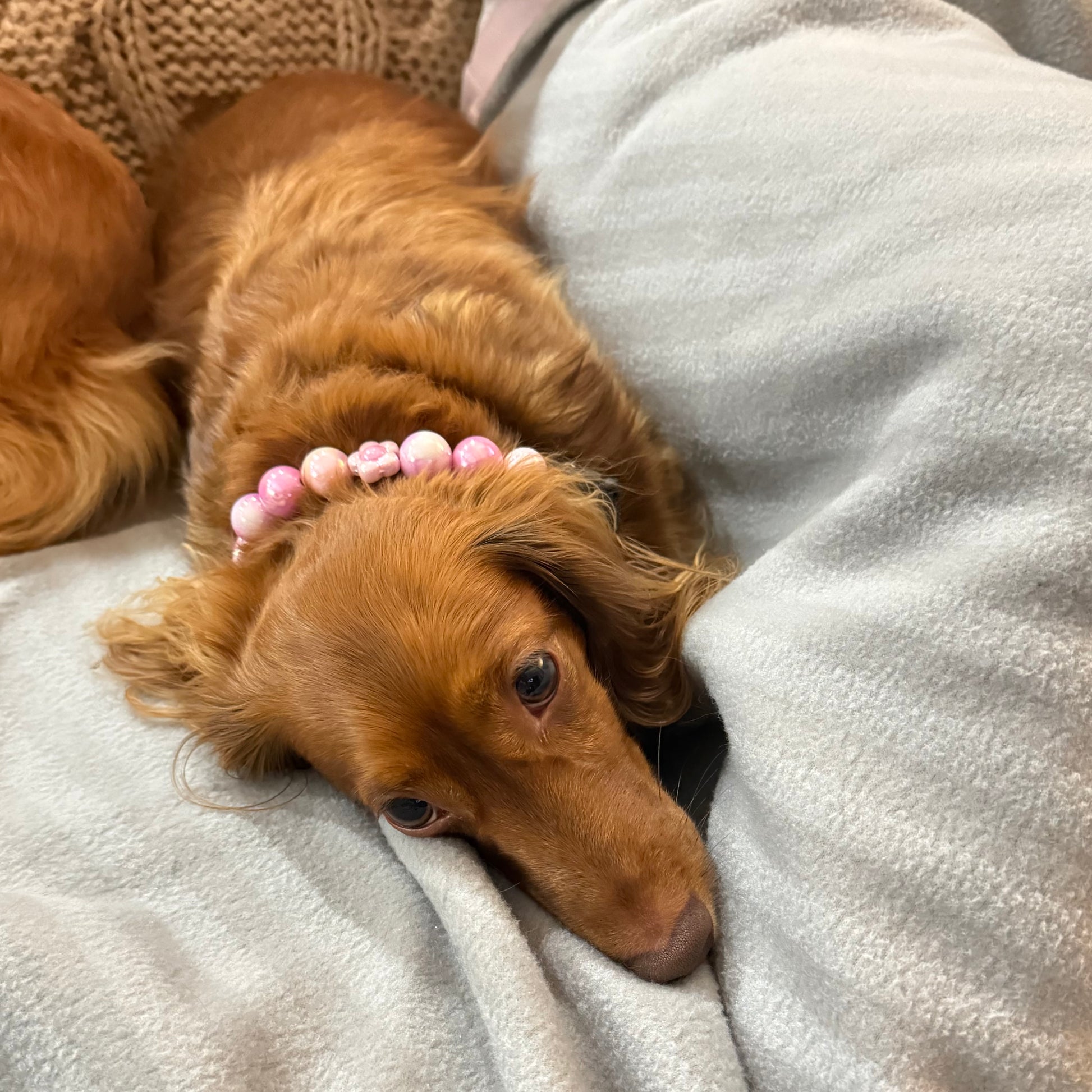 Brown dog with a pink bead collar lying on a soft surface