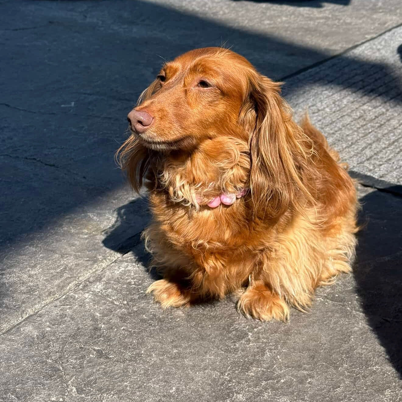 Brown dachshund sitting on a concrete surface