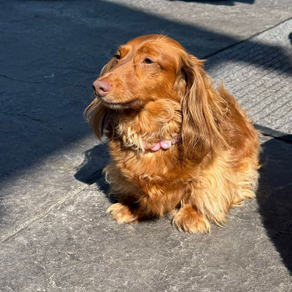 Brown dachshund sitting on a concrete surface