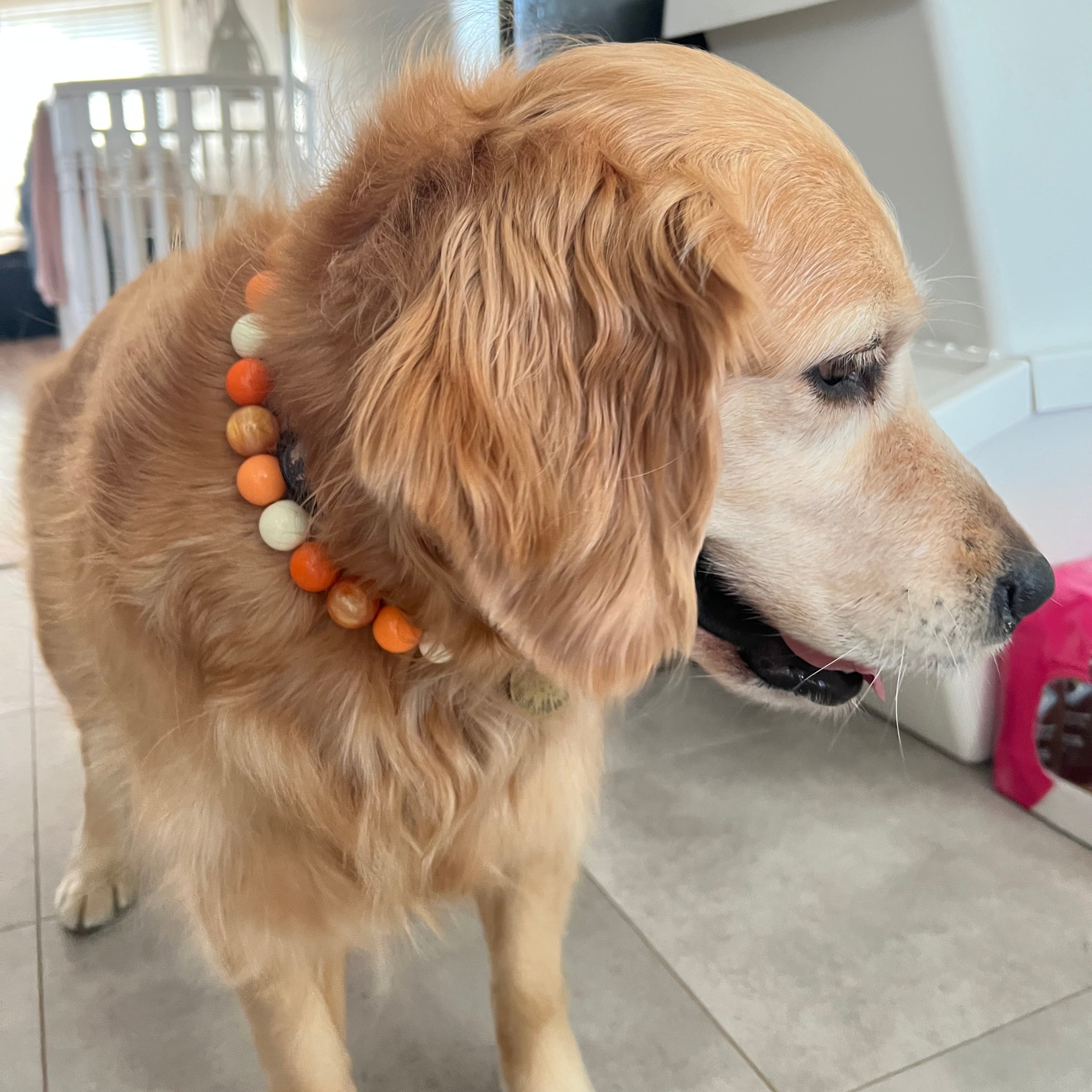 Marigold POPNCO Beaded pet Collar on a Golden Retriever from the Galaxy Collection 