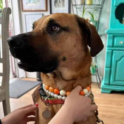 Dog wearing a colorful collar with a person adjusting it indoors.