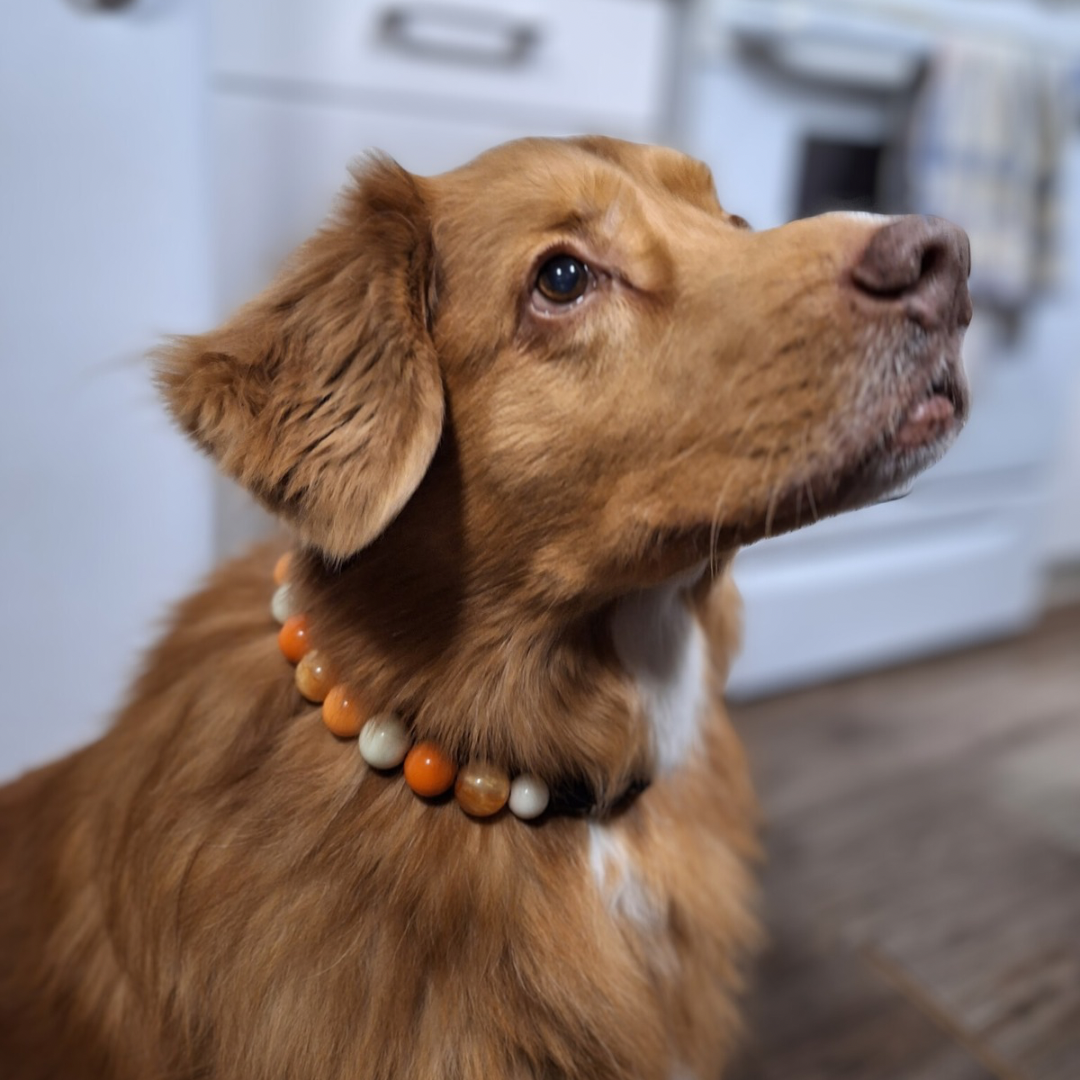 POPNCO Marigold Beaded Pet Collar. Orange and White Acrylic and Resin Beads on Aircraft grade Stainless Steel Wire. duck toller dog sitting in a kitchen wearing the Orange and White Marigold Beaded Pet collar on aircraft grade stainless steel wire by POPNCO apart of the galaxy collection.