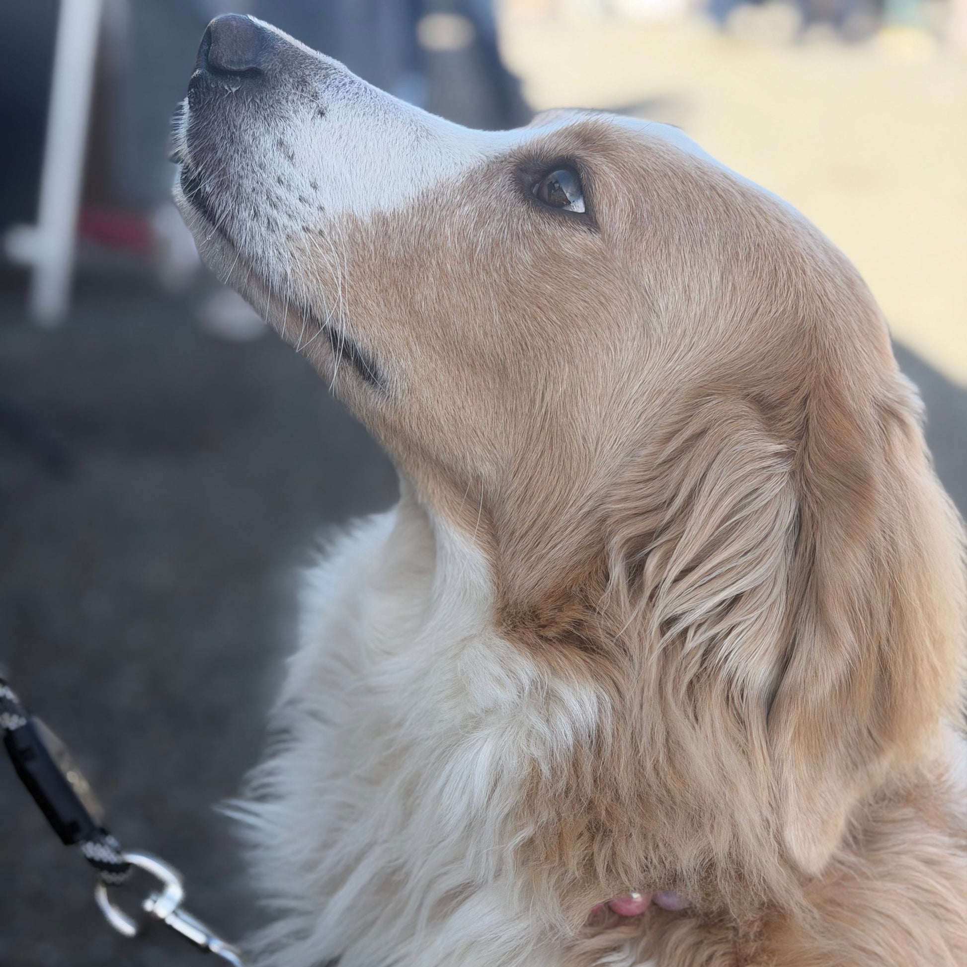 Close-up of a dog with a blurred background