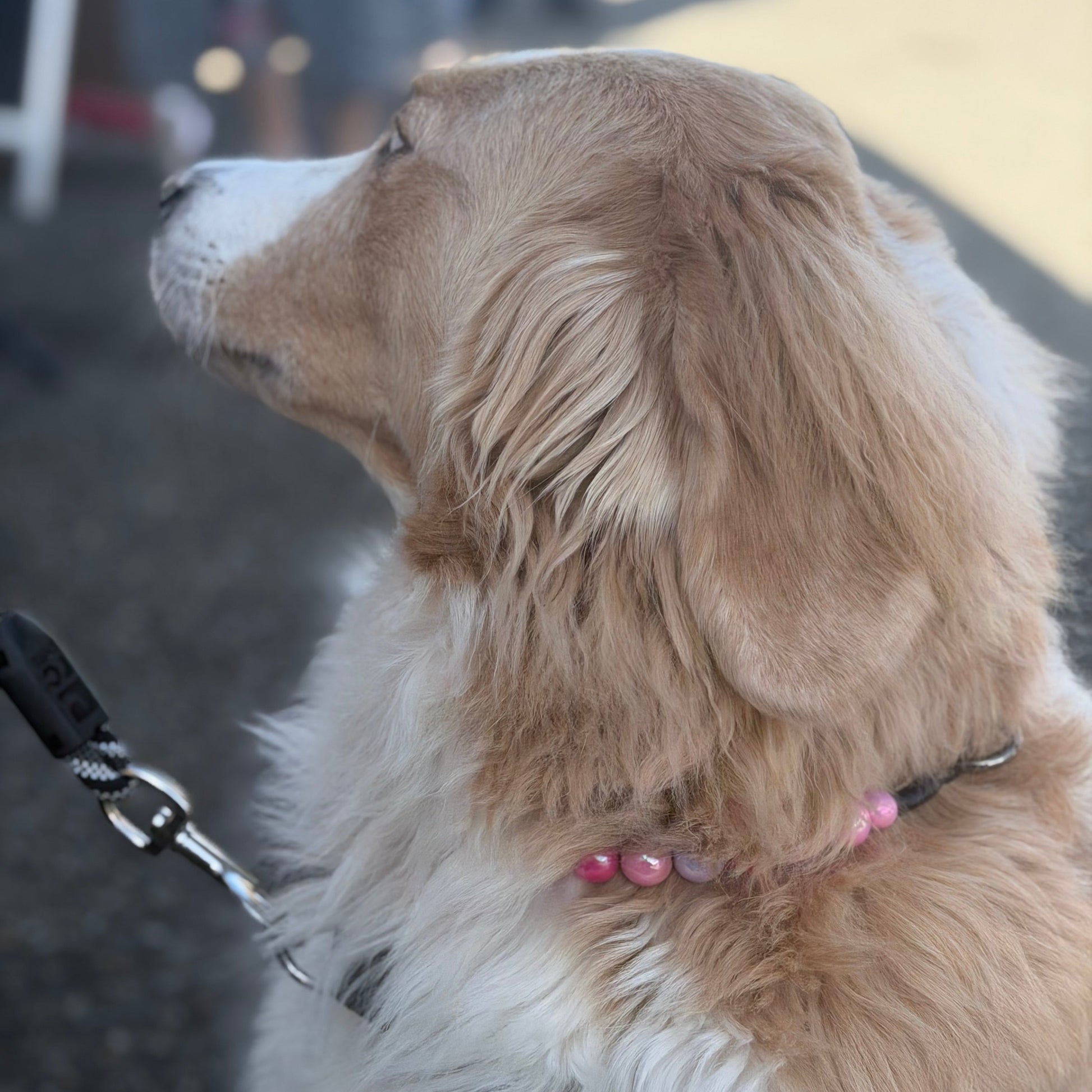 Dog with a pink collar sitting on a leash in an outdoor setting