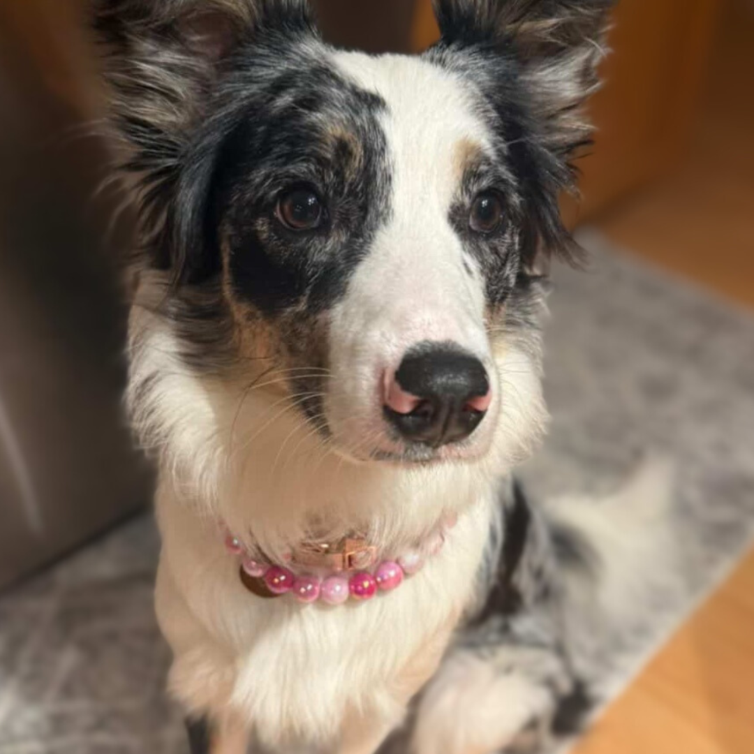 White, grey and brown Collie dog mix wearing the Pink AB Shiney 16mm beaded dog collar named marley from the Candy Shop Collection from POPNCO