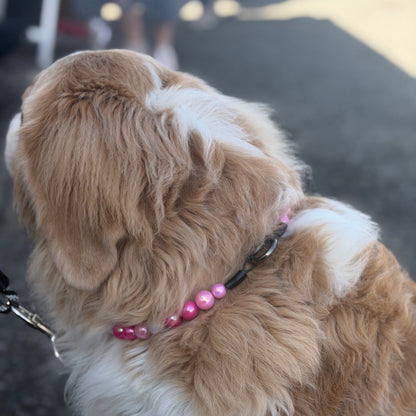 Brown and white dog wearing a pink beaded collar on a blurred street background wearing the Pink AB Shiney 16mm beaded dog collar named marley from the Candy Shop Collection from POPNCO