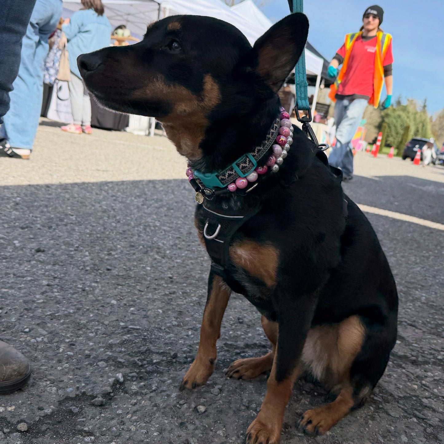 Dog on a leash sitting on a street with people and tents in the background wearing the Pink AB Shiney 16mm beaded dog collar named marley from the Candy Shop Collection from POPNCO