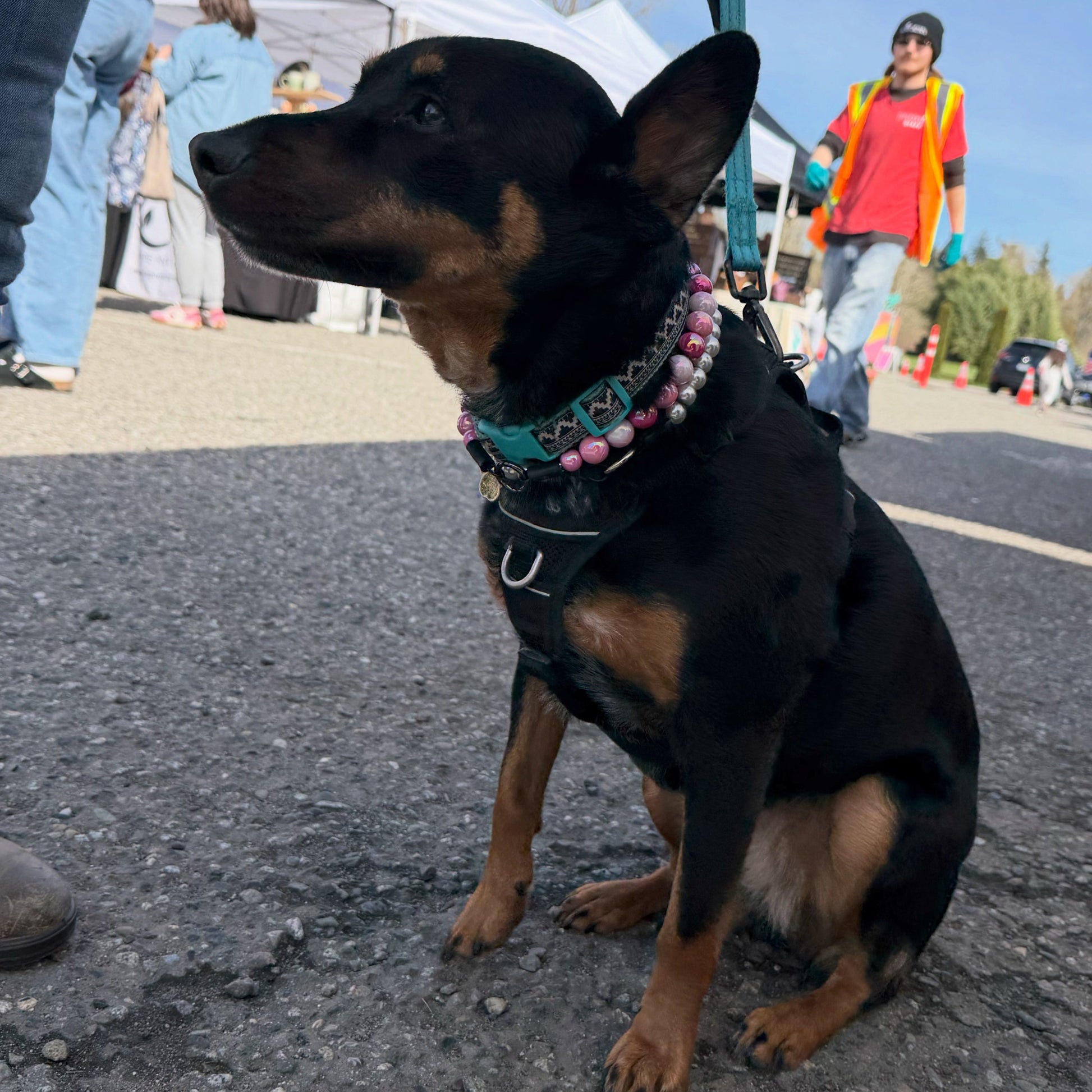 Dog on a leash sitting on a street with people and tents in the background wearing the Pink AB Shiney 16mm beaded dog collar named marley from the Candy Shop Collection from POPNCO