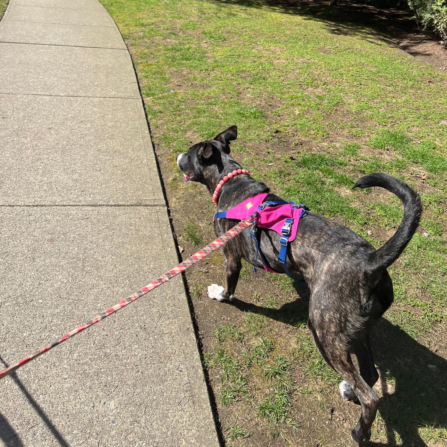 1 Hour On Leash Dog Walk with Lisa