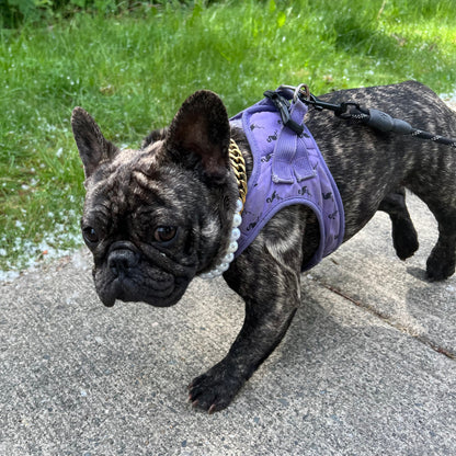 Frenchie walking wearing an acrylic beaded slip on pearl dog collar. 