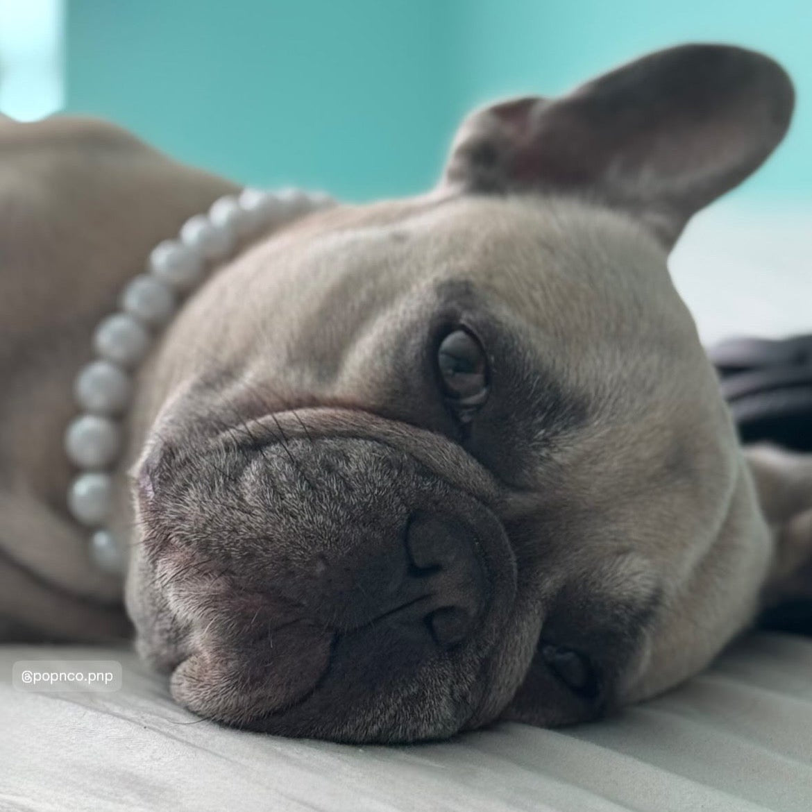 Dog wearing a pearl necklace lying on a light surface with a teal background
