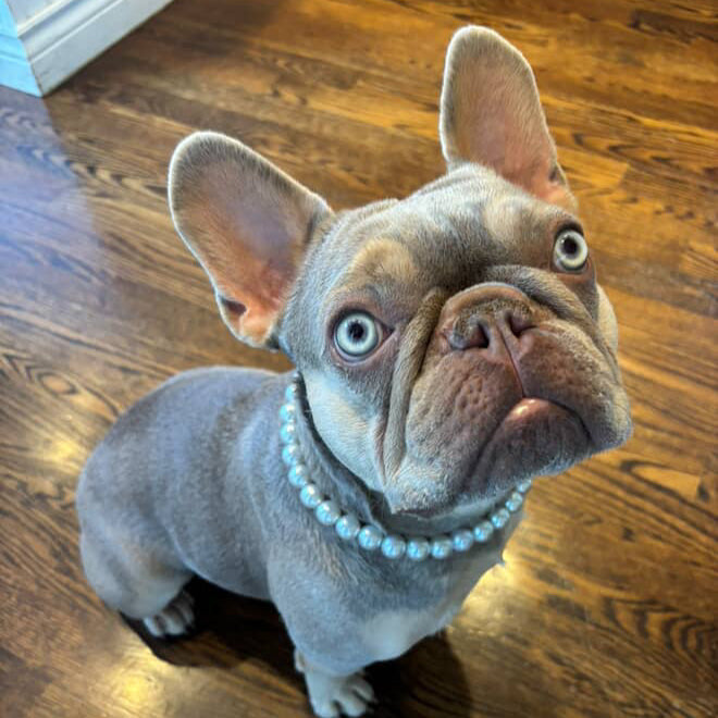 Dog wearing a pearl necklace on a wooden floor