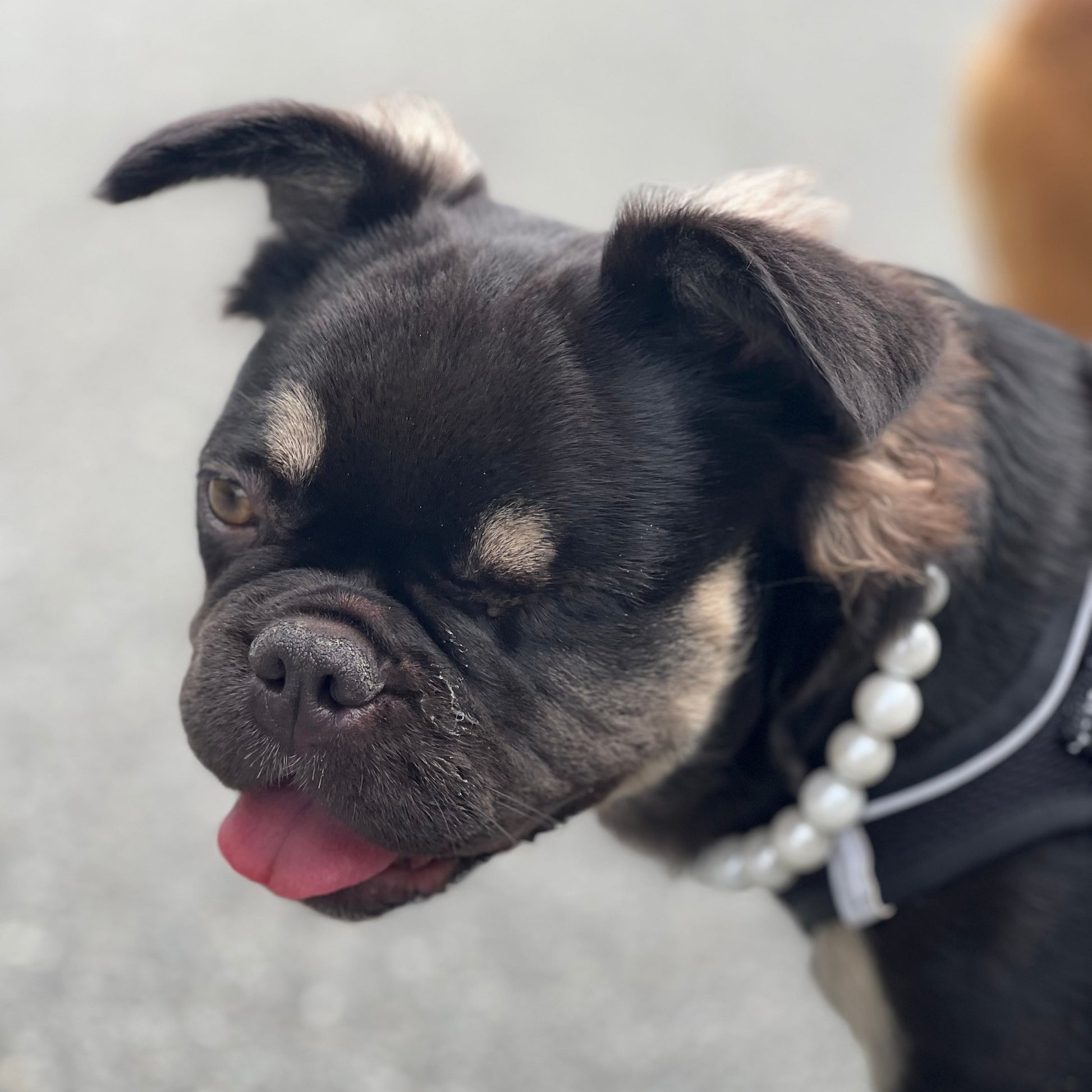 Black dog with a pearl necklace on a blurred background