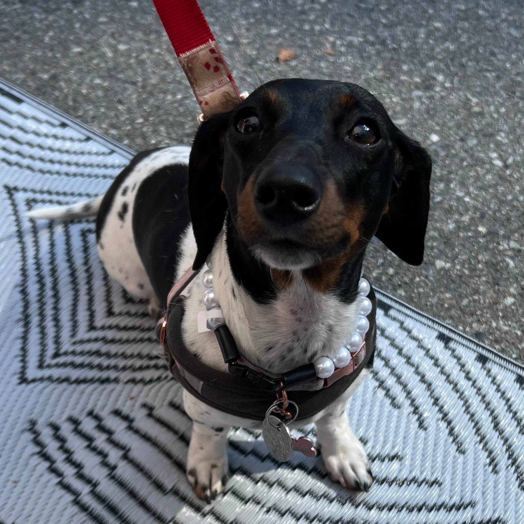 Small black and white dog on a leash looking up, standing on a textured surface.