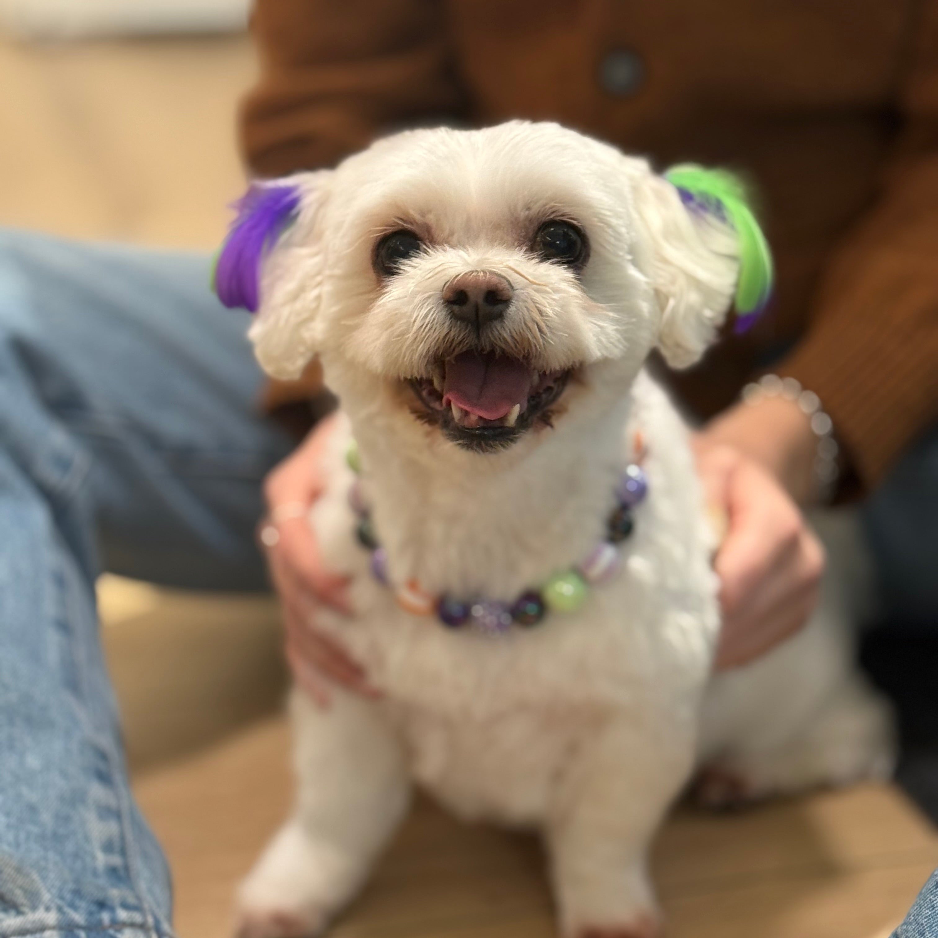 Small white dog with a colorful collar sitting on a person's lap outdoors.