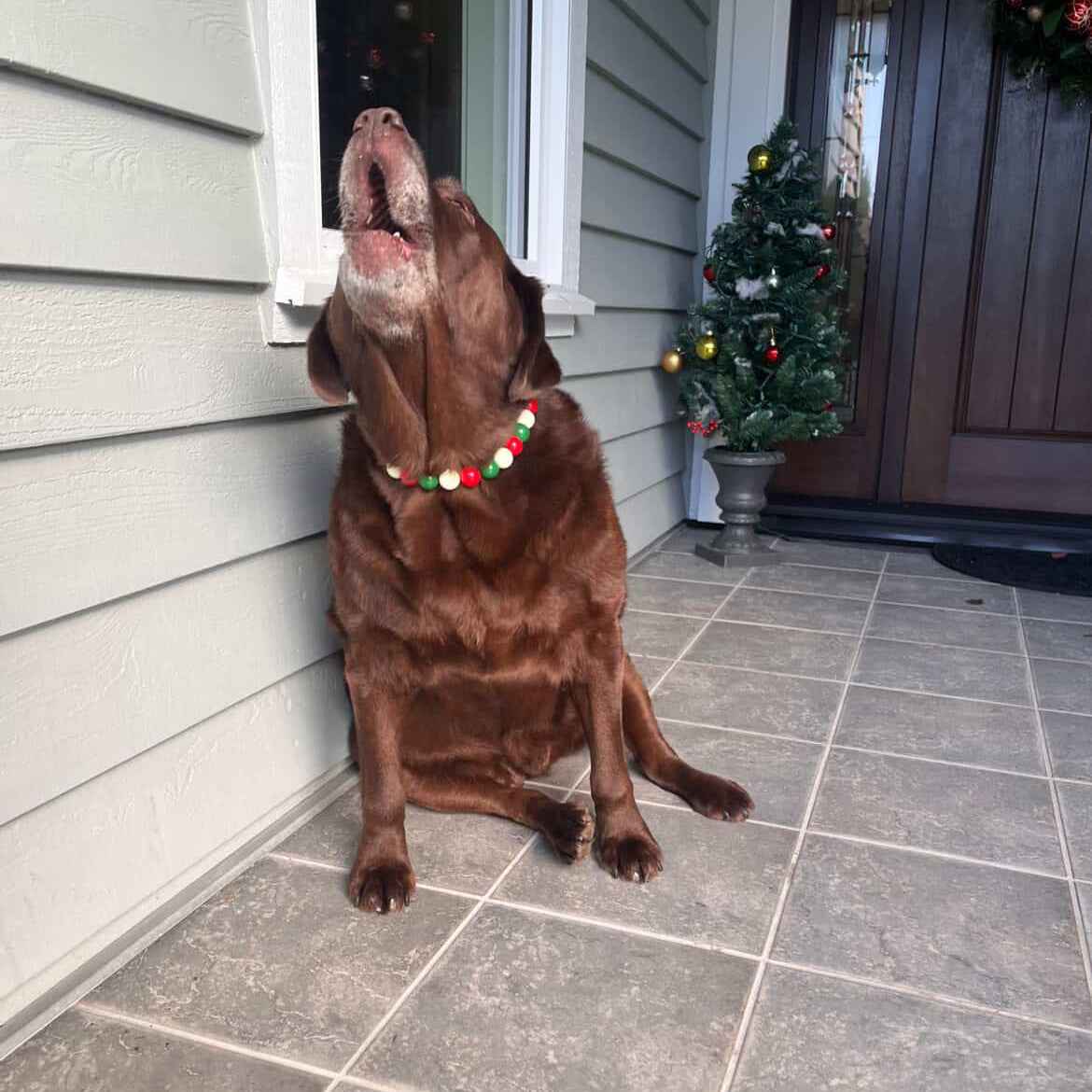 POPNCO Mistletoe Beaded Pet Collar. made on Aircraft grade Stainless Steel wire  from POPNCO's Winter Collection strung on aircraft grade stainless steel wire