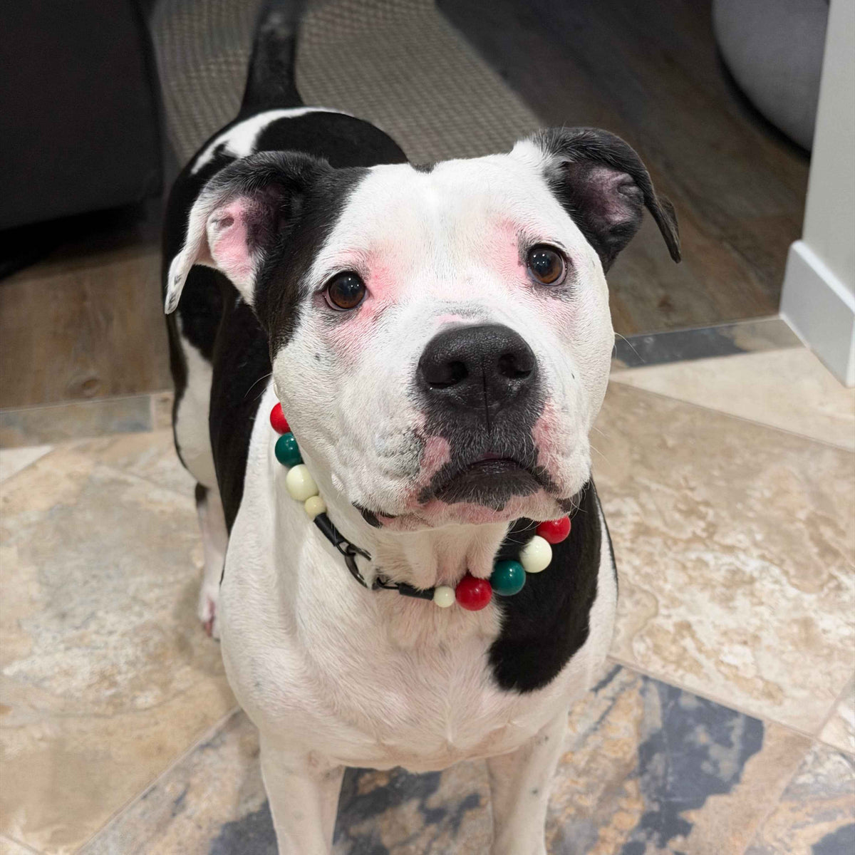 POPNCO Mistletoe Beaded Pet Collar. made on Aircraft grade Stainless Steel wire  from POPNCO's Winter Collection strung on aircraft grade stainless steel wire