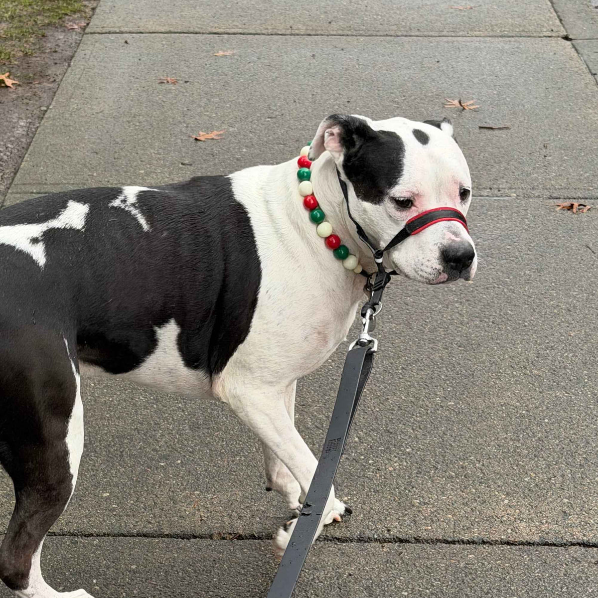 POPNCO Mistletoe Beaded Pet Collar. made on Aircraft grade Stainless Steel wire  from POPNCO's Winter Collection strung on aircraft grade stainless steel wire