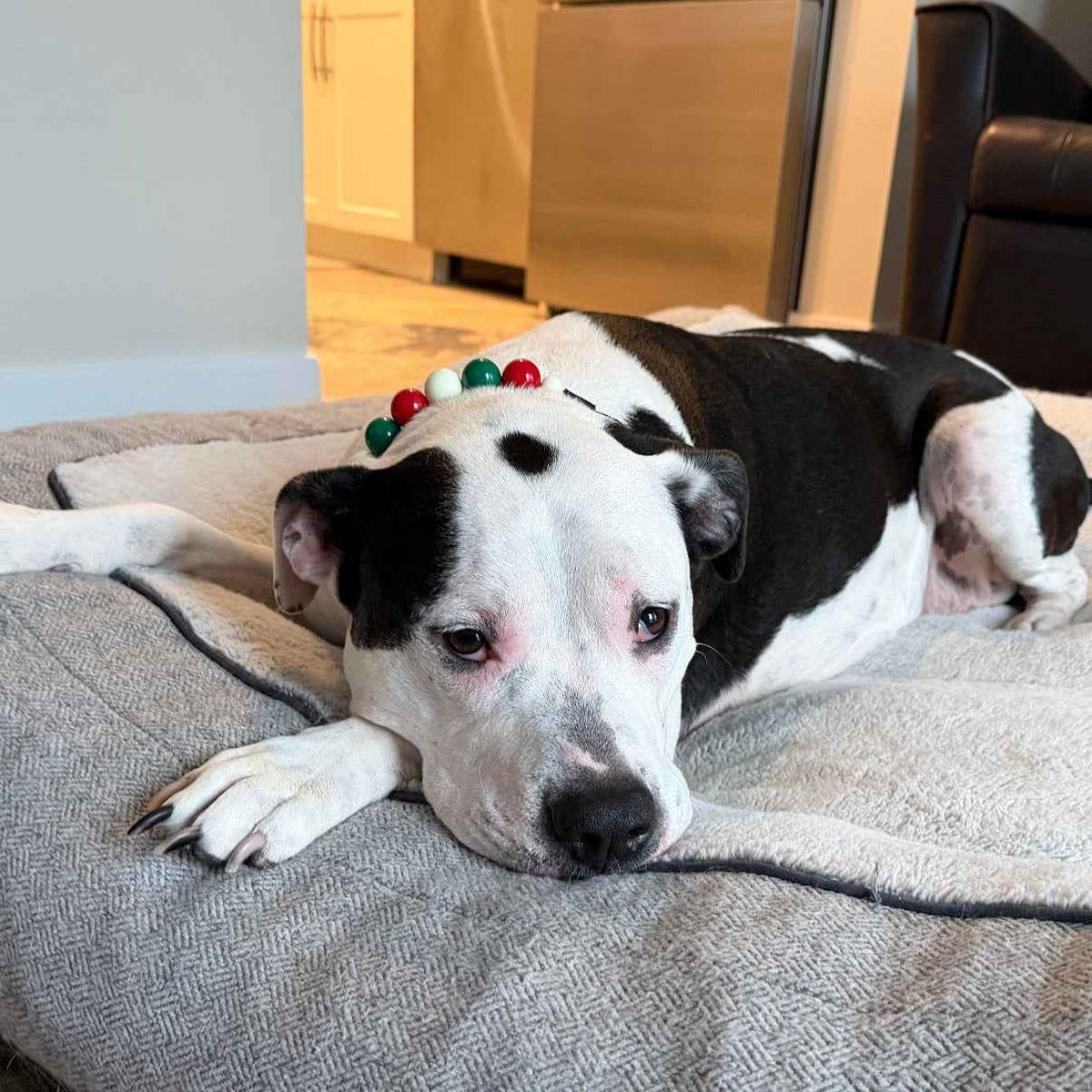 POPNCO Mistletoe Beaded Pet Collar. made on Aircraft grade Stainless Steel wire  from POPNCO's Winter Collection strung on aircraft grade stainless steel wire