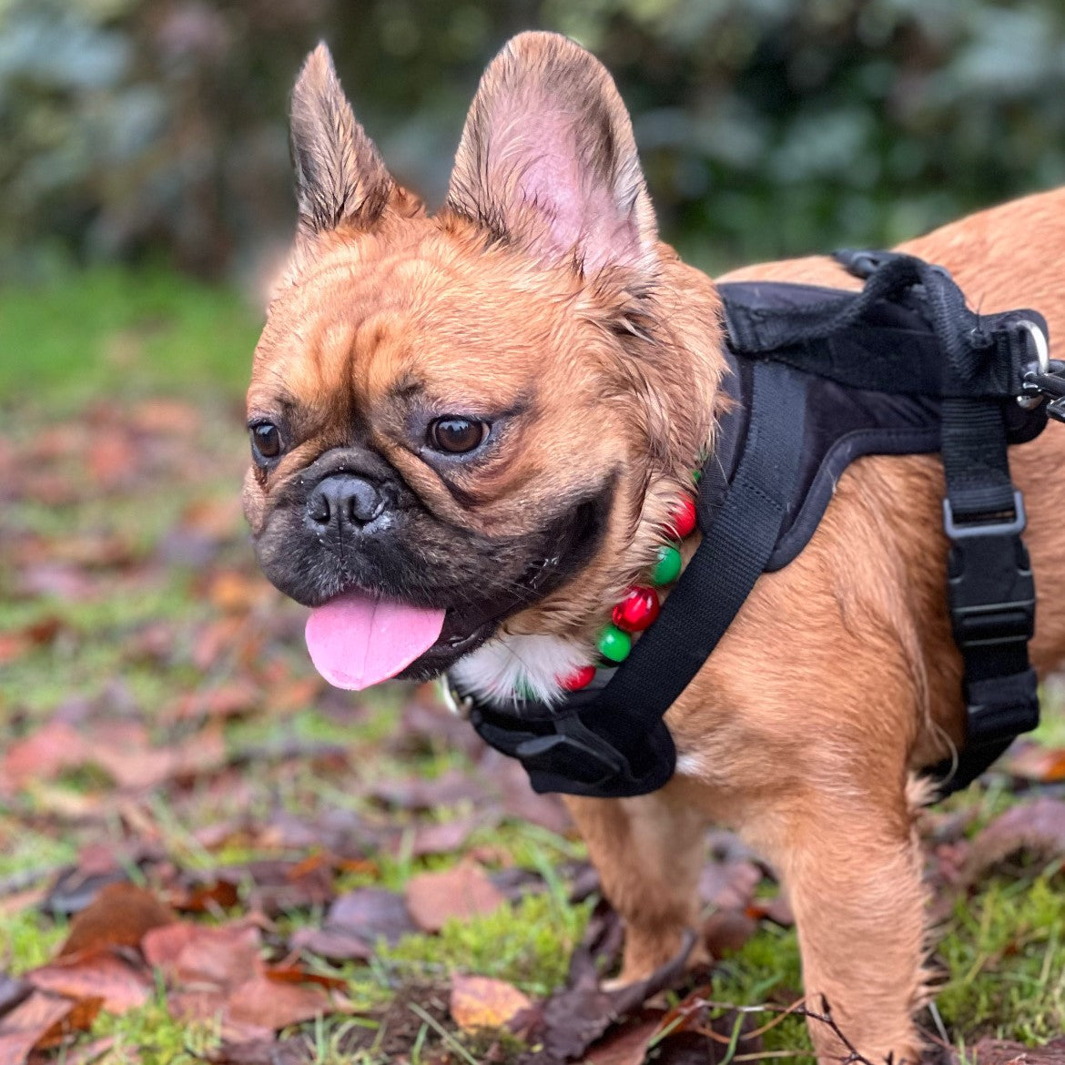 French Bulldog - Furry Frenchie - Elf on the Shelf - Winter Theme - Christmas Collection - Handmade Slip on Beaded Pet Collar made with alternating green and red acrylic beads 