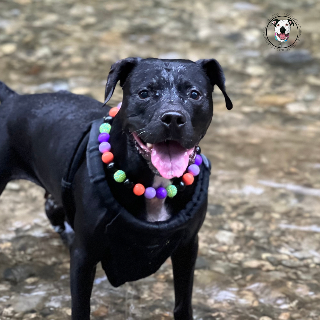 Black pitbull dog in the water wearing the Halloween theme acrylic bead dog collar Trick or Treat. 