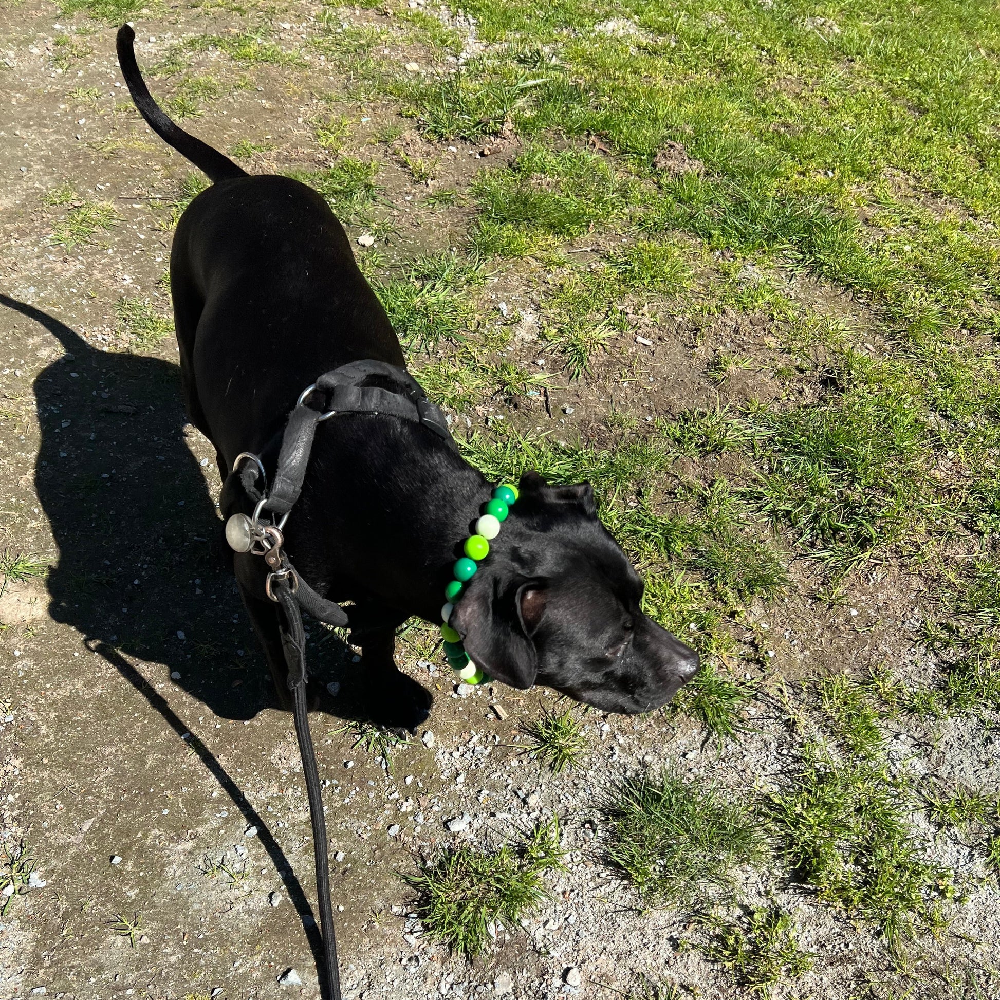 Black pitbull dog wearing the Resting Grinch Face - Christmas Winter Theme Handmade Beaded Dog Collar made with alternating green acrylic beads, aircraft grade stainless steel and a o ring. 