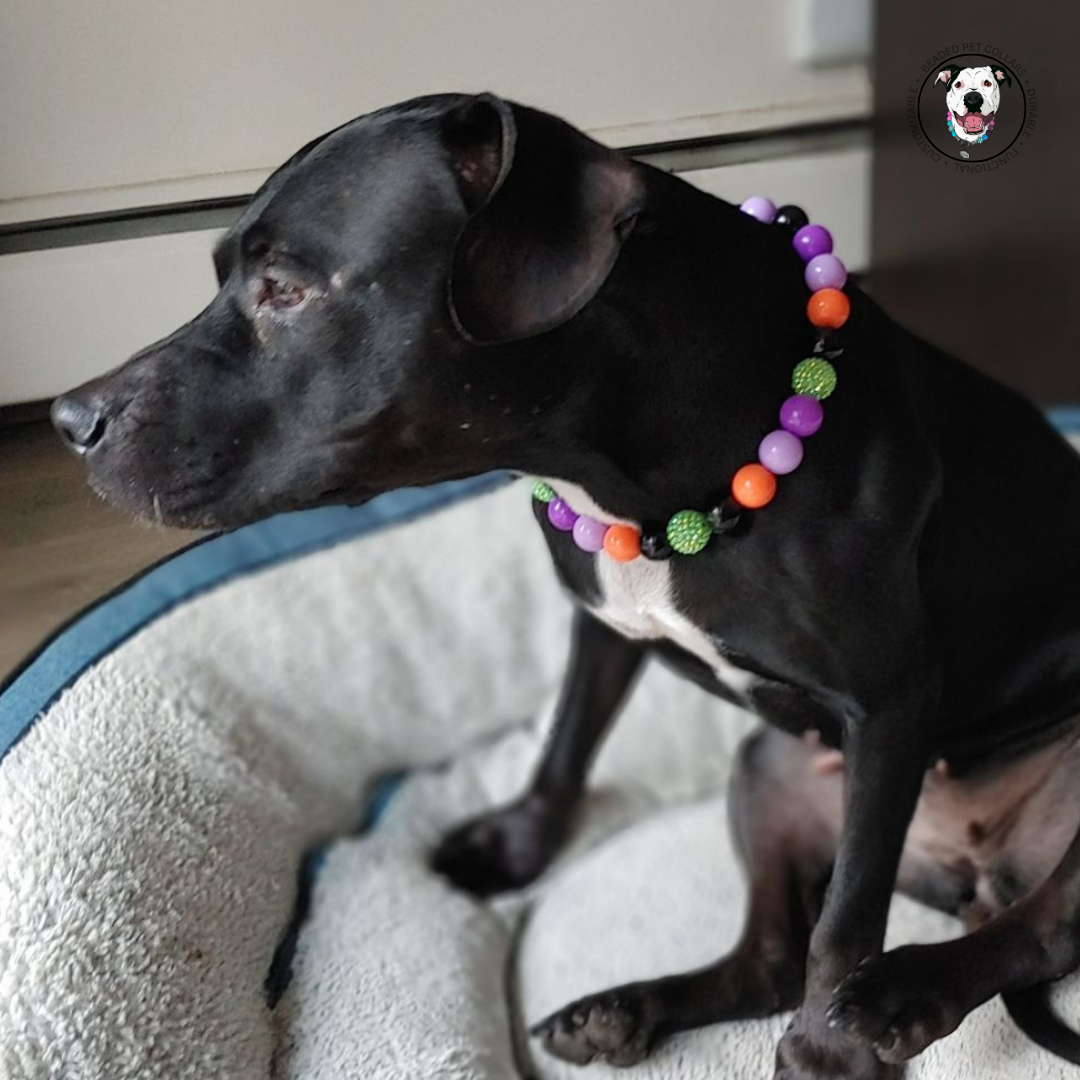 Halloweeen theme beaded dog collar made with acrylic beads and o ring for a slip on style. Colours purple, orange black and green. 