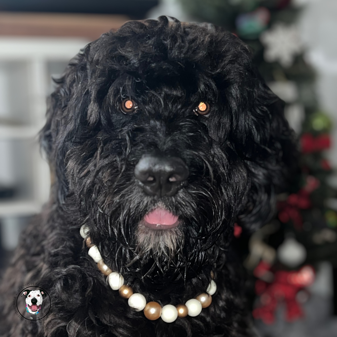 Black doodle mix dog wearing The Nutcracker - Winter Theme - Christmas Collection - Handmade Slip on Beaded Pet Collar made with alternating gold and white acrylic beads