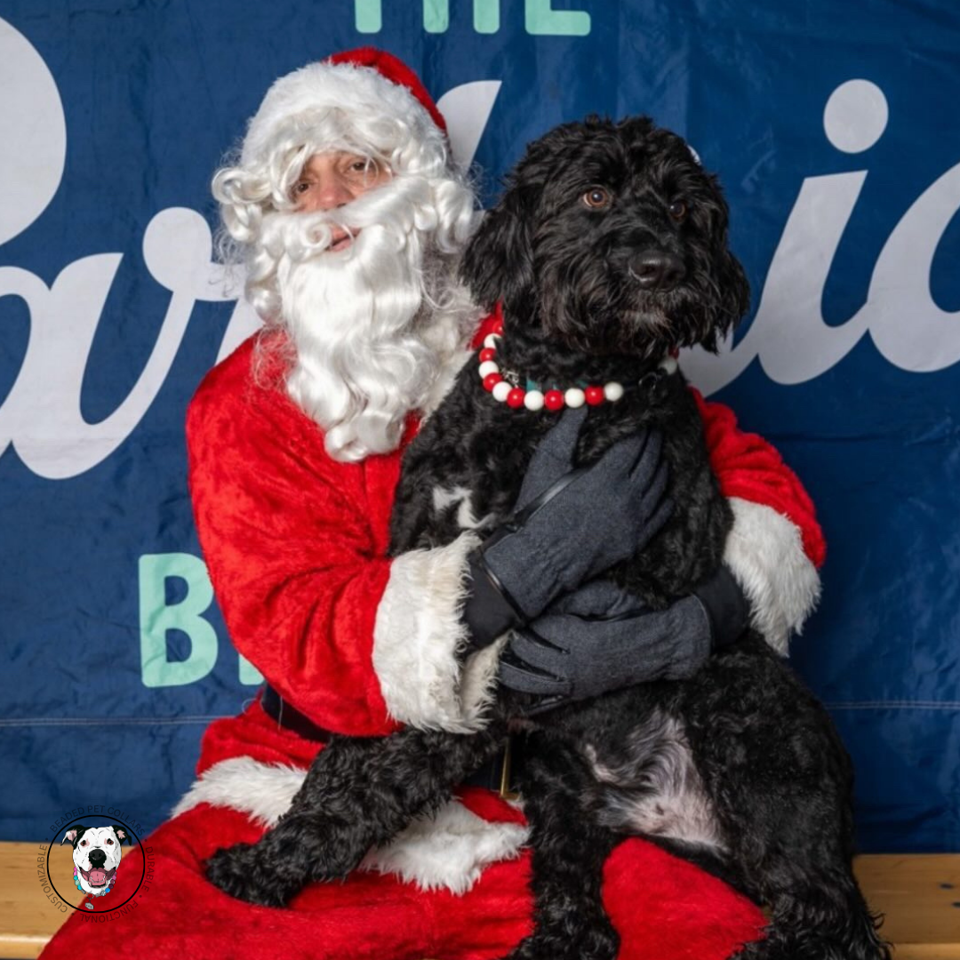 Santa and a Dog wearing the Peppermint Handmade slip on beaded dog collar - made with alternating red and white acrylic beads 