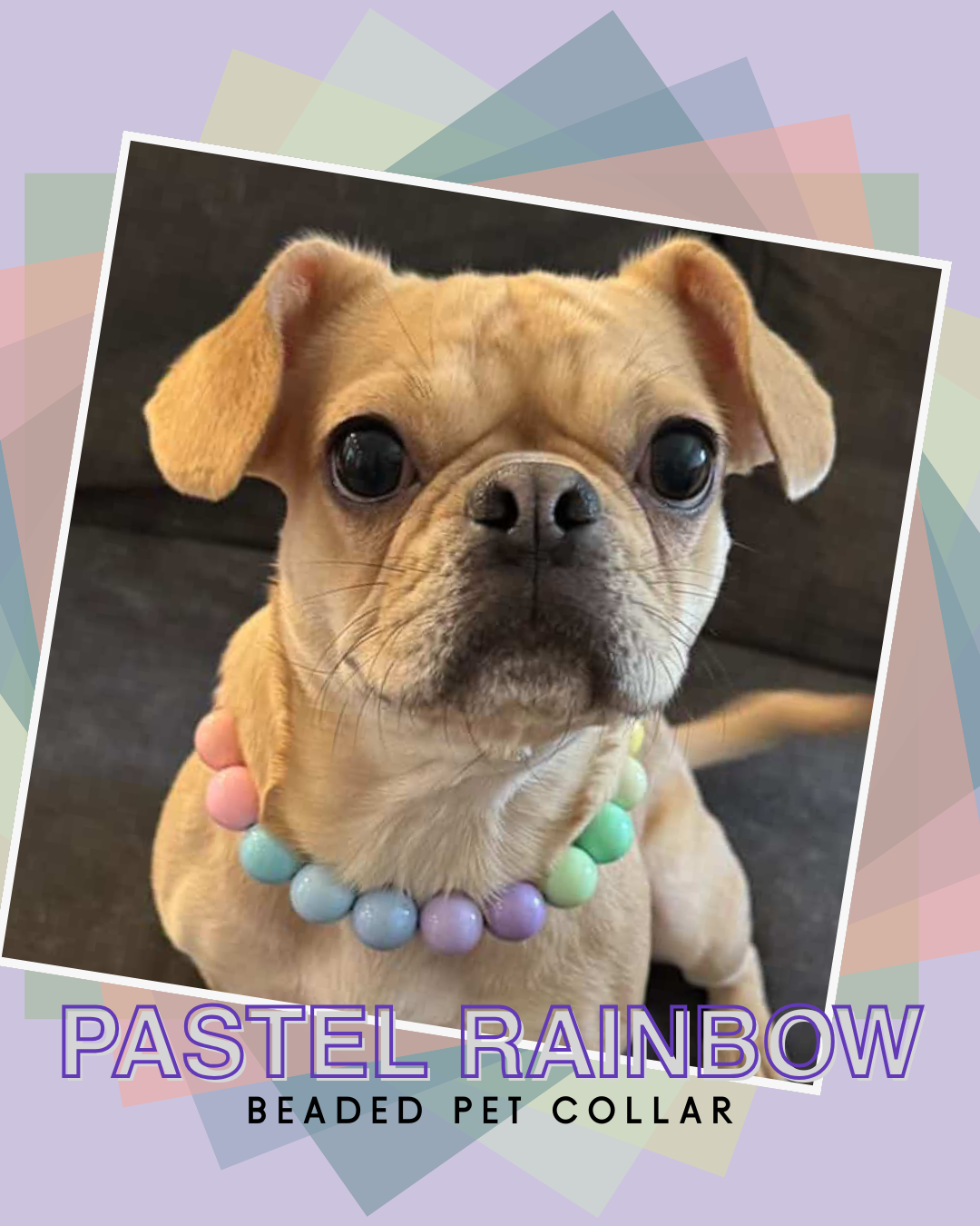 Puppy wearing a pastel rainbow beaded pet collar with a colorful geometric border.
