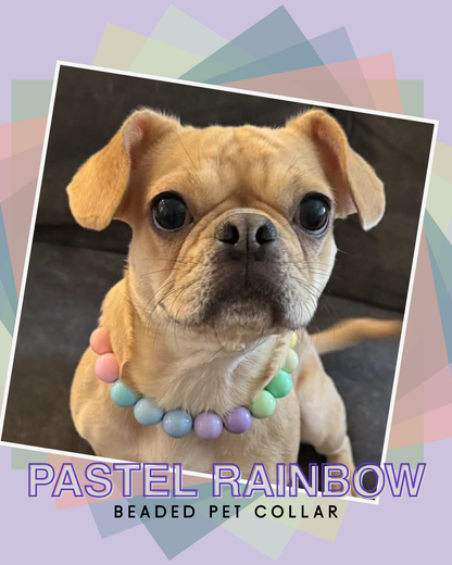 Puppy wearing a pastel rainbow beaded pet collar with a colorful geometric border.