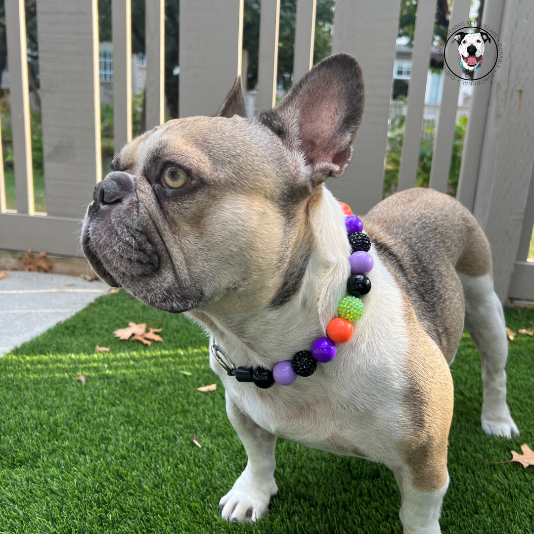 Fawn coloured French bulldog wearing a Halloween theme beaded dog collar. Acrylic beads in the colours purple, orange, black and green. Named Trick or Treat. 