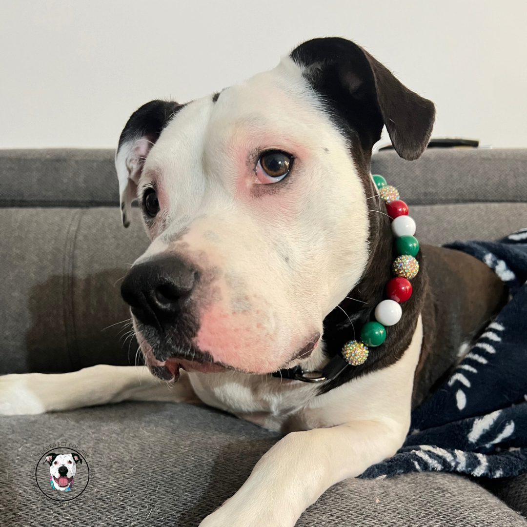 Black and White dog laying on a couch wearing a red, green, gold and white beaded pet collar 