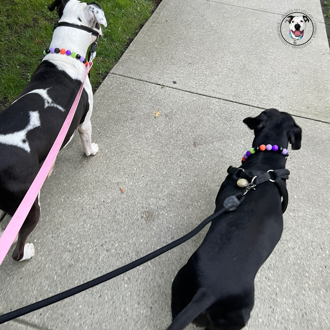Dogs walking and wearing matching Halloween slip on beaded dog collars. Trick or treat in colours green, black, orange and purple. 