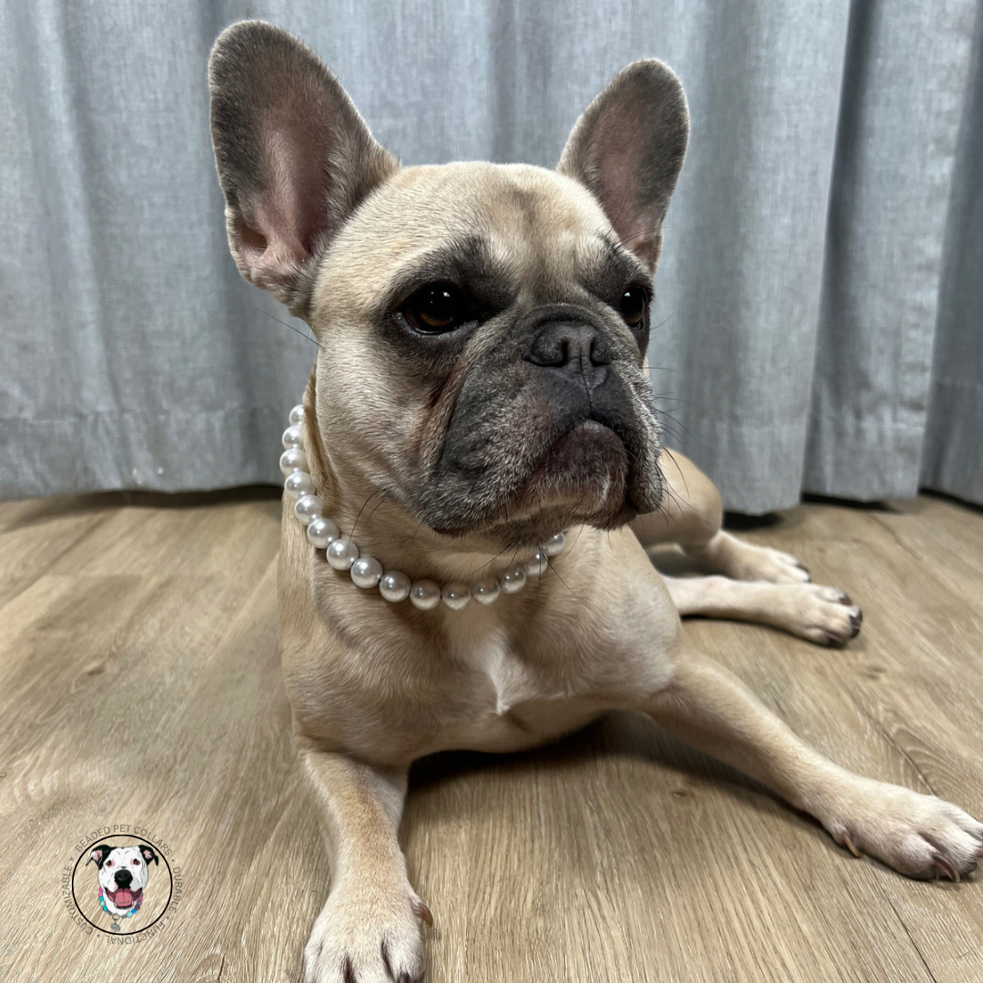 Frenchie wearing a pearl acrylic beaded slip on style dog collar. 