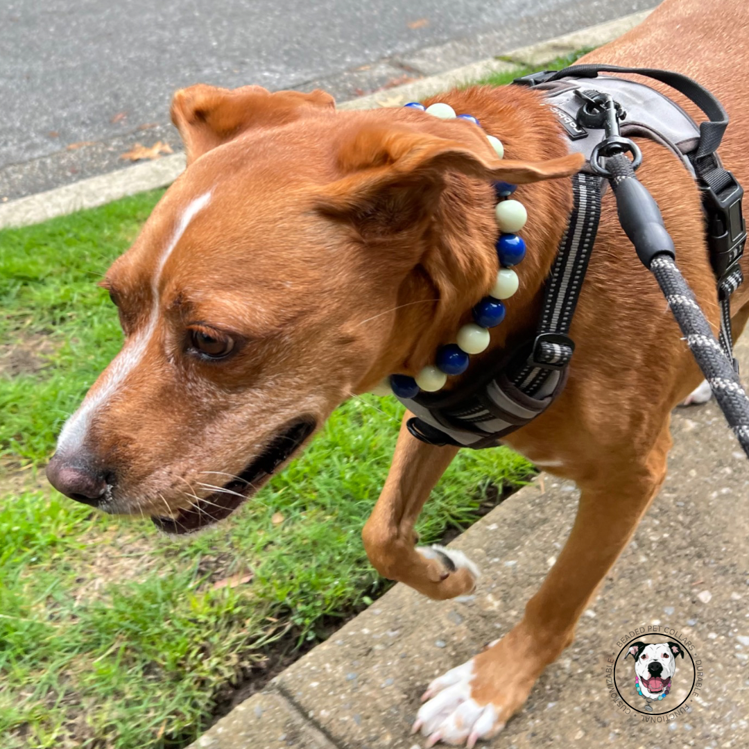 The pitbull mix dog wearing The Belladonna - Halloween collection - Handmade Slip on Beaded Pet Collar made with dark blue and green acrylic beads - customizable - Durable