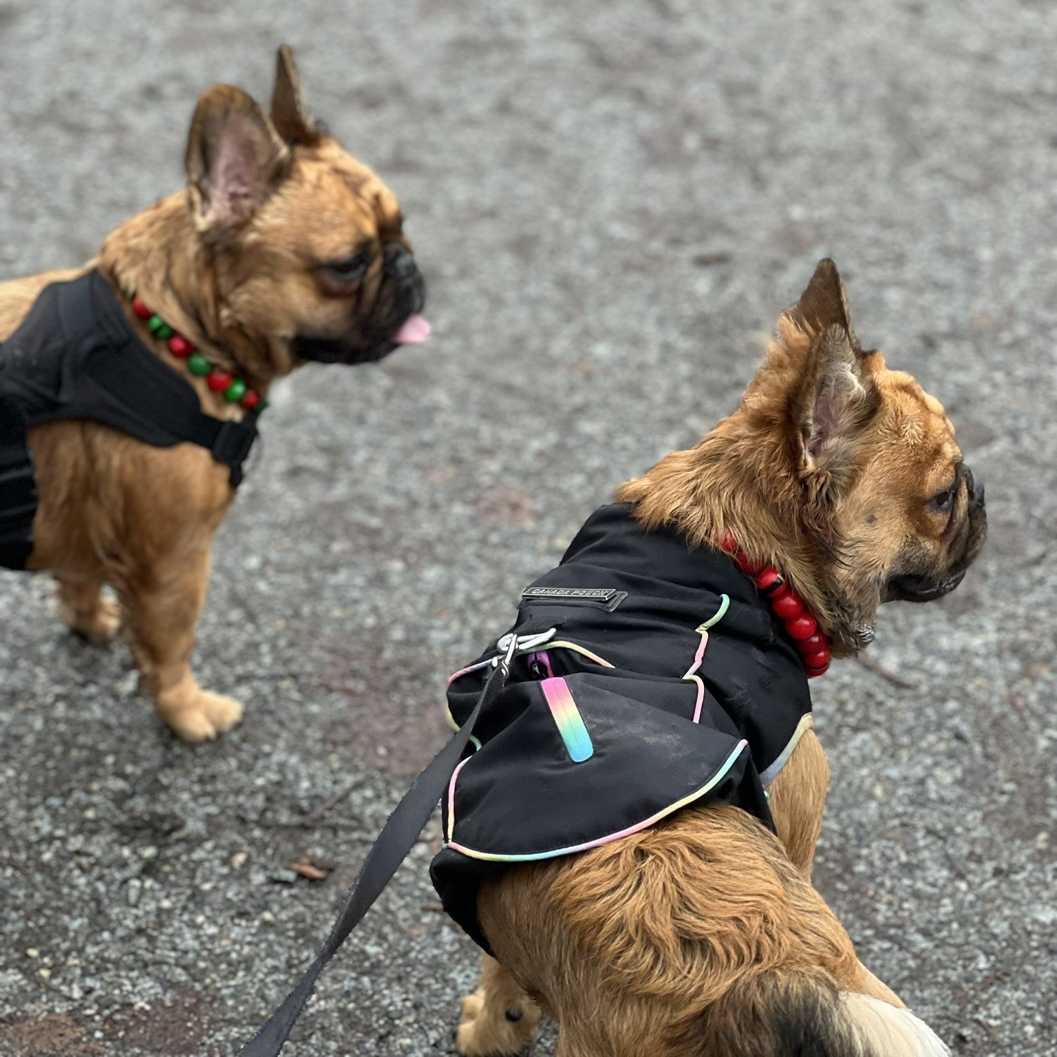 Furry Frenchies wearing The Kringle - Winter Theme - Christmas Collection - Handmade Slip on Beaded Pet Collar made with alternating, red and red with black Santa belt 