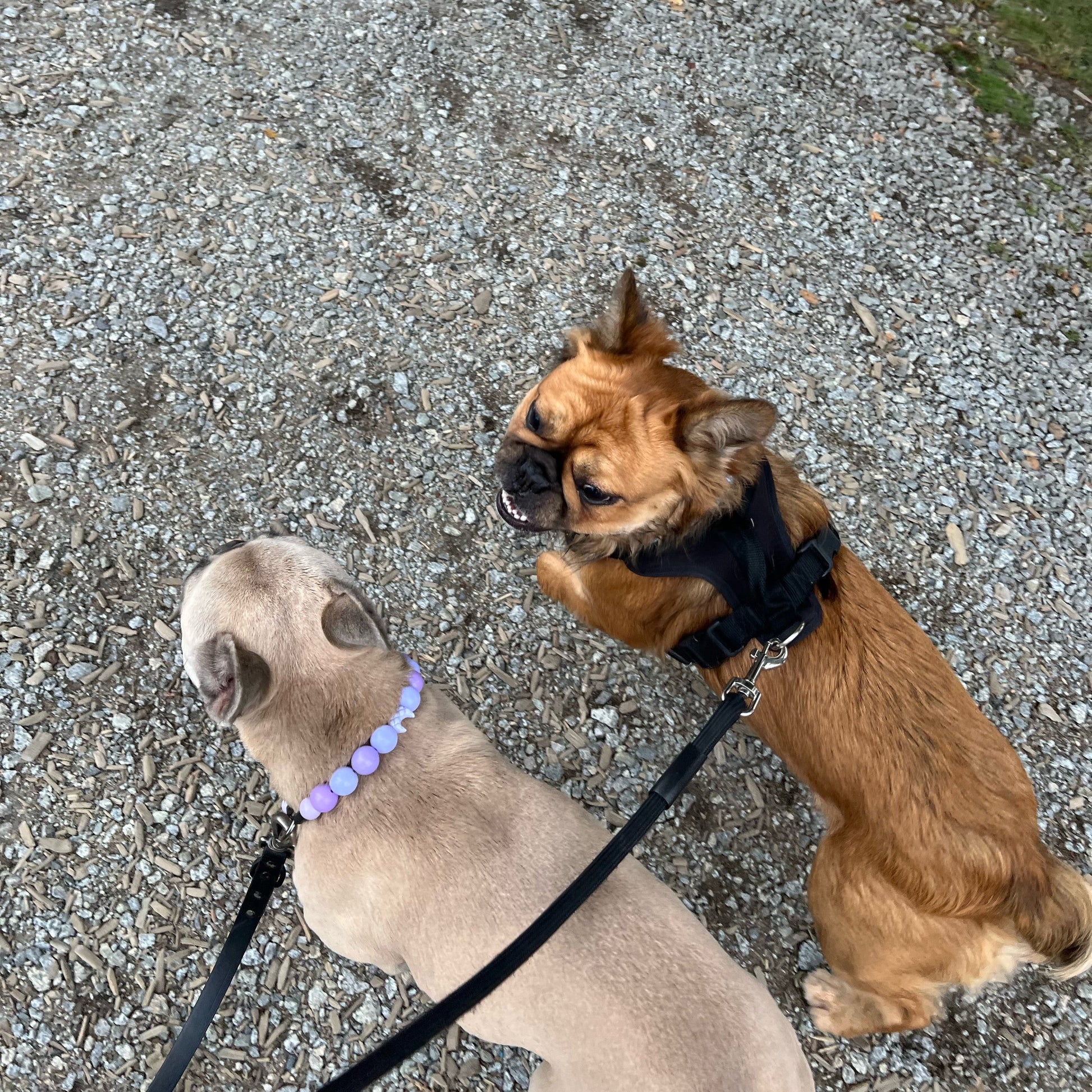 Two dogs on a leash standing on a gravel path