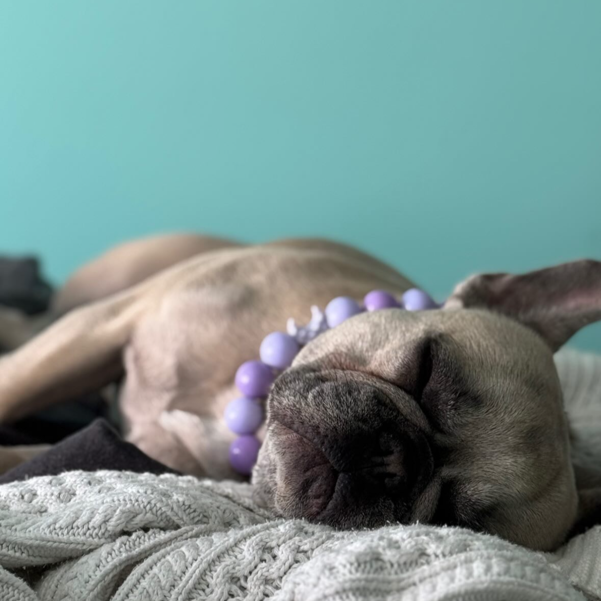 Dog sleeping on a blanket with a teal wall in the background POPNCO acrylic bead, Acrylic Beads, Bead dog collar, beaded collar, Beaded dog collar, Breathable dog collar, cat collar, Comfortable Dog Collar, dog collar, Durable dog collar, Easy to clean dog collar, Easy to clean dog collars, fashion collar, handmade, Pet accessories, pet collar, popnco, Popnco dog collar, slip on collar, Slip on dog collar, Stylish dog collar