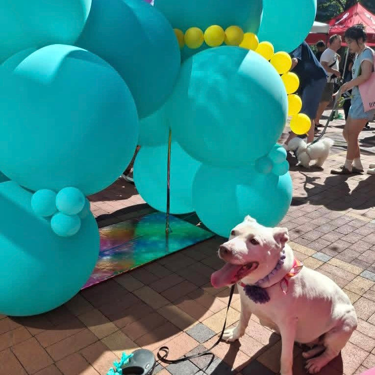 Dog sitting in front of a large balloon arch with people and a tent in the background.