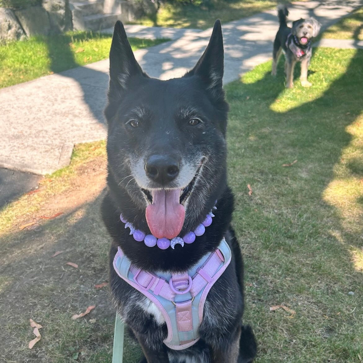 Dog wearing a purple harness and collar on a grassy area with another dog in the background.