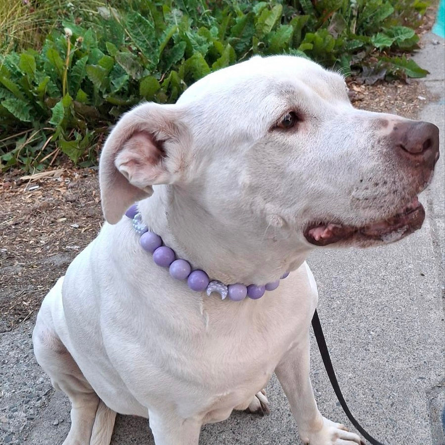 White dog with a purple collar standing on a path with greenery in the background