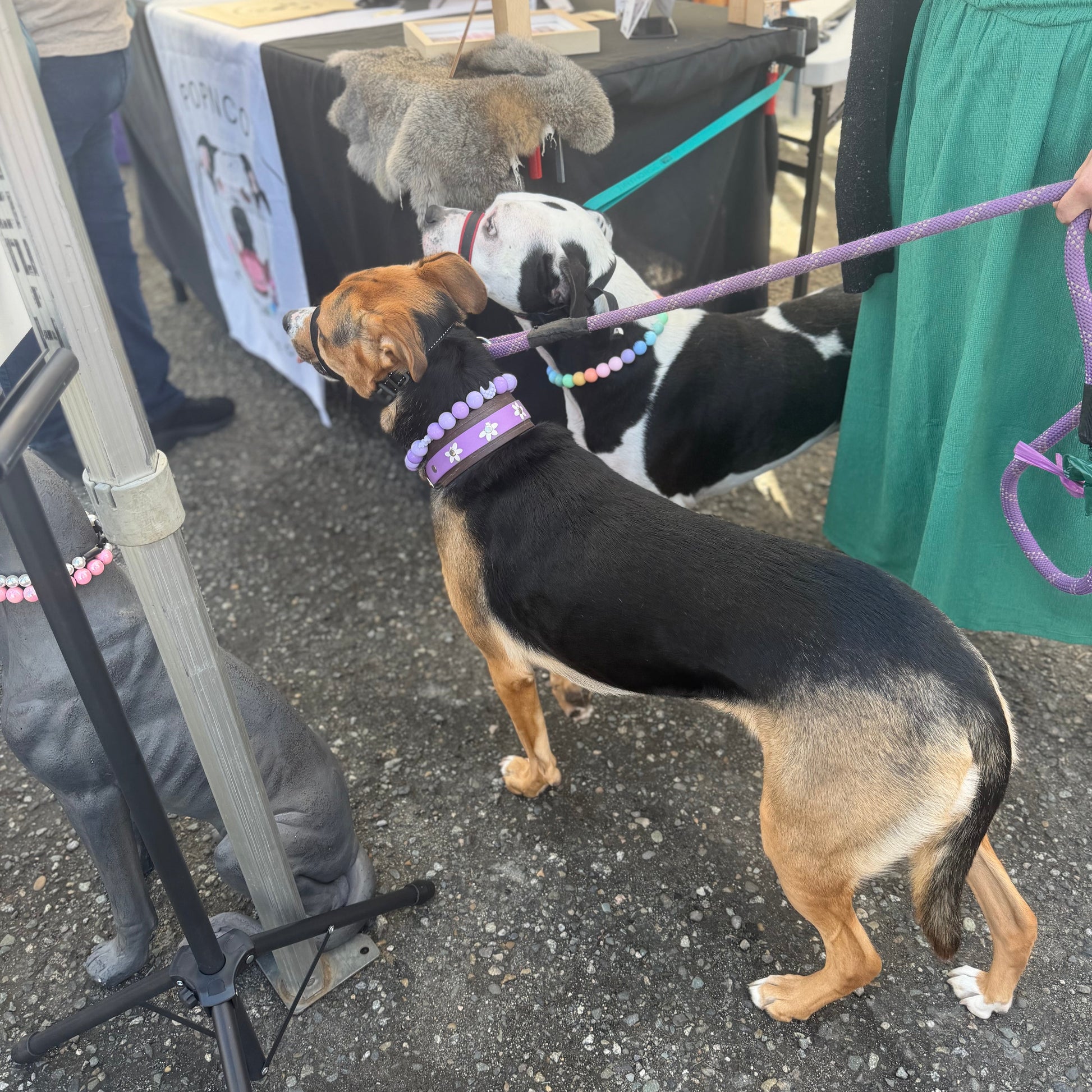 Three dogs on leashes being held by a person in a green dress at an outdoor event.