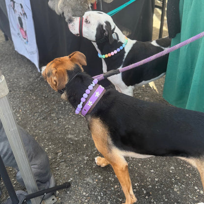 Two dogs on leashes in an outdoor setting with a booth in the background.