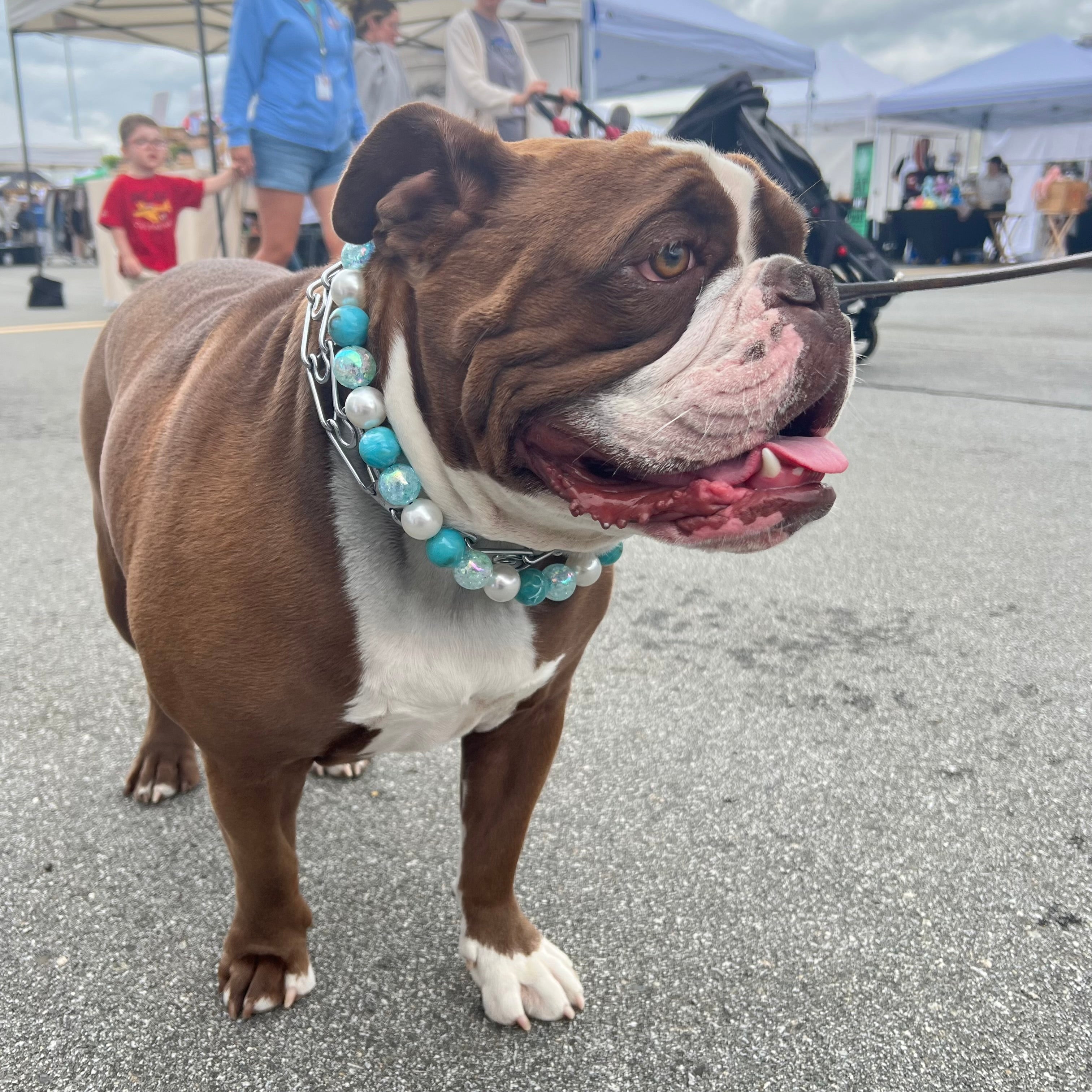 Brown and white bulldog with a blue and silver collar standing on a street.
