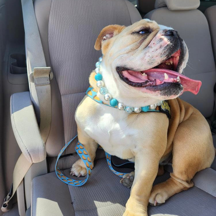 Bulldog sitting in a car with a colorful collar and leash.